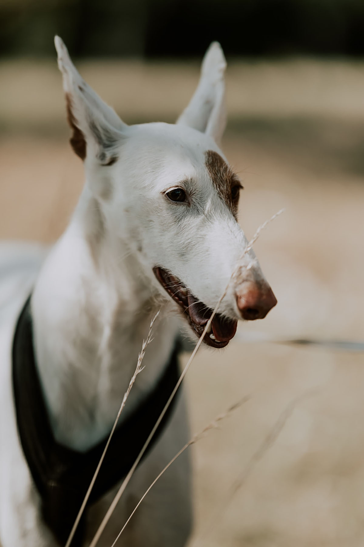 Paysan Fotografie Ulm Fotoshooting Hund Lola
